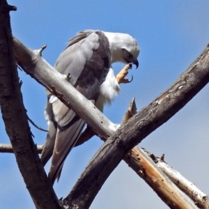 Elanus axillaris at Fyshwick, ACT - 10 Nov 2018 11:11 AM