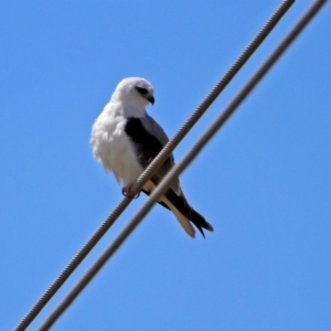 Elanus axillaris at Fyshwick, ACT - 10 Nov 2018 11:11 AM