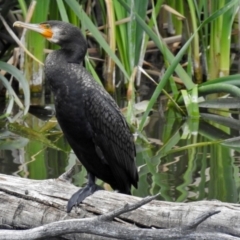 Phalacrocorax carbo (Great Cormorant) at Jerrabomberra Wetlands - 10 Nov 2018 by RodDeb