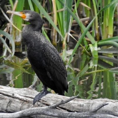 Phalacrocorax carbo (Great Cormorant) at Jerrabomberra Wetlands - 10 Nov 2018 by RodDeb