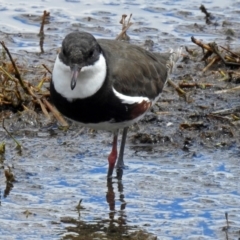 Erythrogonys cinctus (Red-kneed Dotterel) at Jerrabomberra Wetlands - 10 Nov 2018 by RodDeb