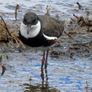 Erythrogonys cinctus at Fyshwick, ACT - 10 Nov 2018 11:08 AM