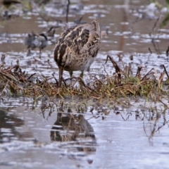 Gallinago hardwickii (Latham's Snipe) at Fyshwick, ACT - 10 Nov 2018 by RodDeb