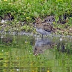 Gallinago hardwickii at Fyshwick, ACT - 10 Nov 2018