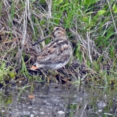 Gallinago hardwickii at Fyshwick, ACT - 10 Nov 2018