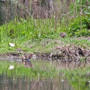 Gallinago hardwickii at Fyshwick, ACT - 10 Nov 2018