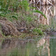 Gallinago hardwickii at Fyshwick, ACT - 10 Nov 2018 12:56 PM