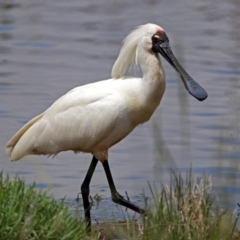 Platalea regia (Royal Spoonbill) at Jerrabomberra Wetlands - 10 Nov 2018 by RodDeb