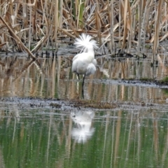 Platalea regia at Fyshwick, ACT - 10 Nov 2018