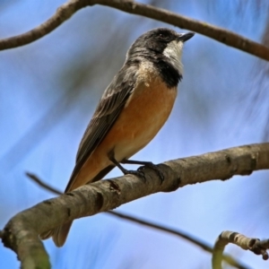 Pachycephala rufiventris at Fyshwick, ACT - 10 Nov 2018 12:29 PM