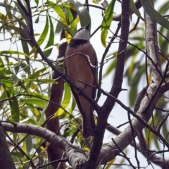 Pachycephala rufiventris at Fyshwick, ACT - 10 Nov 2018