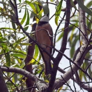 Pachycephala rufiventris at Fyshwick, ACT - 10 Nov 2018