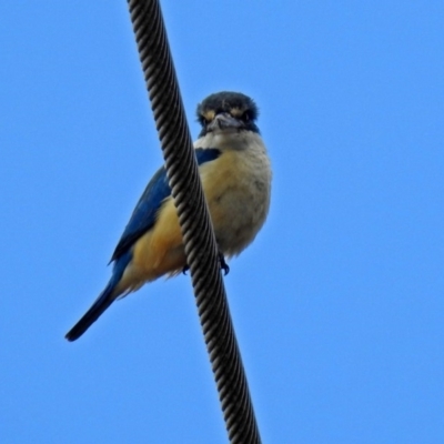 Todiramphus sanctus (Sacred Kingfisher) at Fyshwick, ACT - 10 Nov 2018 by RodDeb