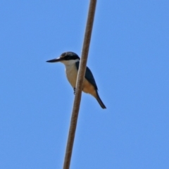 Todiramphus sanctus at Fyshwick, ACT - 10 Nov 2018