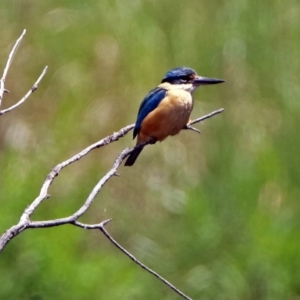 Todiramphus sanctus at Fyshwick, ACT - 10 Nov 2018