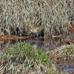 Calidris acuminata at Fyshwick, ACT - 10 Nov 2018