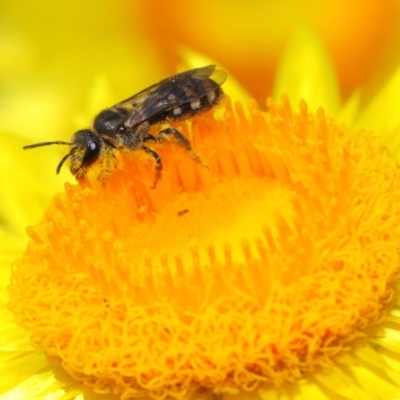 Lasioglossum (Chilalictus) sp. (genus & subgenus) (Halictid bee) at ANBG - 4 Nov 2018 by TimL