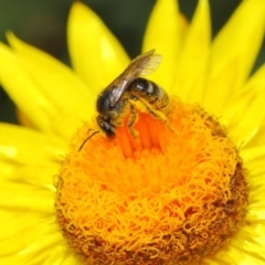 Lasioglossum (Chilalictus) sp. (genus & subgenus) at Acton, ACT - 4 Nov 2018 02:25 PM