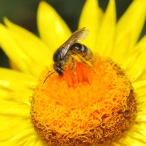 Lasioglossum (Chilalictus) sp. (genus & subgenus) at Acton, ACT - 4 Nov 2018 02:25 PM