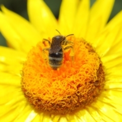 Lasioglossum (Chilalictus) sp. (genus & subgenus) at Acton, ACT - 4 Nov 2018 02:25 PM