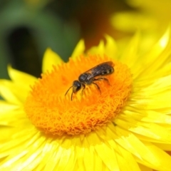 Lasioglossum (Chilalictus) sp. (genus & subgenus) at Acton, ACT - 4 Nov 2018 02:25 PM