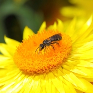 Lasioglossum (Chilalictus) sp. (genus & subgenus) at Acton, ACT - 4 Nov 2018 02:25 PM