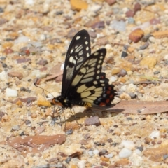 Papilio anactus (Dainty Swallowtail) at Acton, ACT - 24 Oct 2018 by TimL