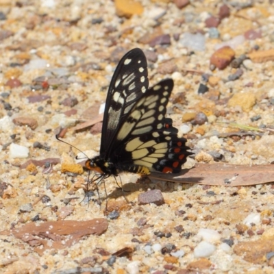 Papilio anactus (Dainty Swallowtail) at ANBG - 24 Oct 2018 by TimL