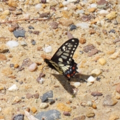 Papilio anactus at Acton, ACT - 24 Oct 2018