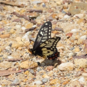 Papilio anactus at Acton, ACT - 24 Oct 2018