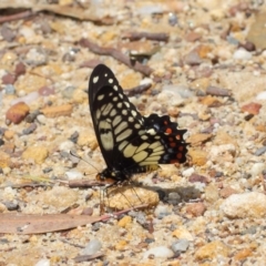 Papilio anactus at Acton, ACT - 24 Oct 2018