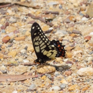 Papilio anactus at Acton, ACT - 24 Oct 2018