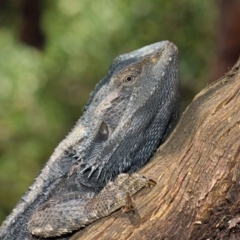 Pogona barbata (Eastern Bearded Dragon) at ANBG - 27 Oct 2018 by TimL