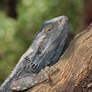 Pogona barbata at Acton, ACT - suppressed