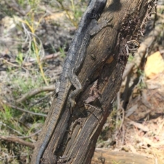 Pogona barbata at Acton, ACT - 27 Oct 2018