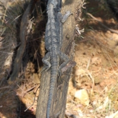 Pogona barbata at Acton, ACT - suppressed