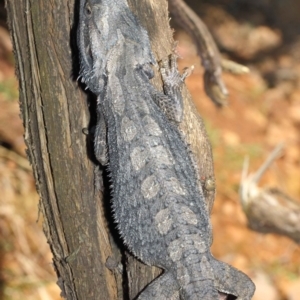 Pogona barbata at Acton, ACT - suppressed