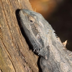 Pogona barbata at Acton, ACT - 27 Oct 2018