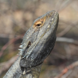 Pogona barbata at Acton, ACT - 4 Nov 2018