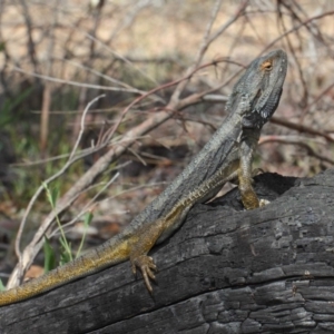 Pogona barbata at Acton, ACT - suppressed