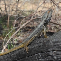 Pogona barbata at Acton, ACT - 4 Nov 2018