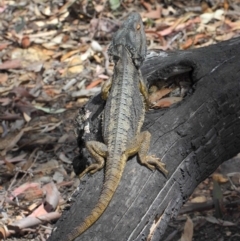 Pogona barbata at Acton, ACT - 4 Nov 2018