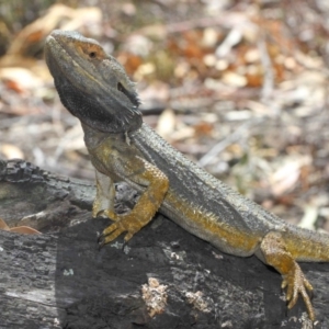 Pogona barbata at Acton, ACT - 4 Nov 2018