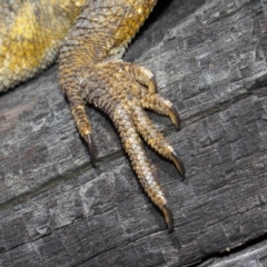 Pogona barbata at Acton, ACT - suppressed