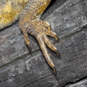 Pogona barbata at Acton, ACT - suppressed