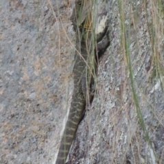 Intellagama lesueurii howittii (Gippsland Water Dragon) at Gibraltar Pines - 25 Oct 2018 by michaelb