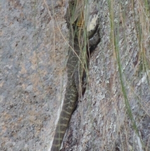 Intellagama lesueurii howittii at Paddys River, ACT - 25 Oct 2018