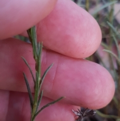 Rutidosis leptorhynchoides (Button Wrinklewort) at Deakin, ACT - 10 Nov 2018 by ACTParks-InvasivePlantsTeam