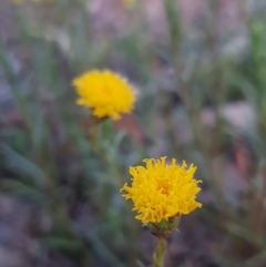 Rutidosis leptorhynchoides at Deakin, ACT - 10 Nov 2018