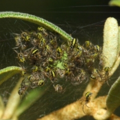 Araneidae (family) (Orb weaver) at ANBG - 23 Oct 2018 by TimL